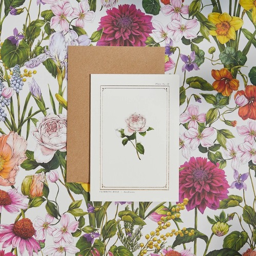 The Botanist Archive Everyday Edition - Rose