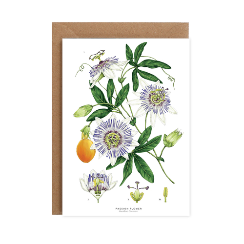 Passion Flower - White