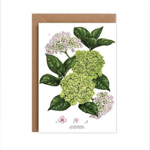 Hydrangea