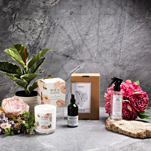 Indoor Plant Gift Hamper