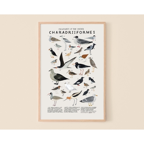 Charadriiformes Print