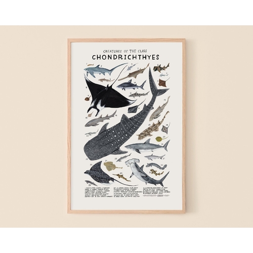 Chondrichthyes Print 