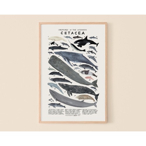 Cetacea Print
