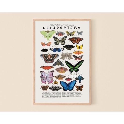 Lepidoptera Print