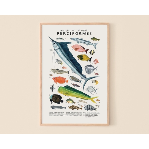 Perciformes Print
