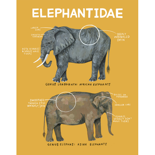 Elephantidae